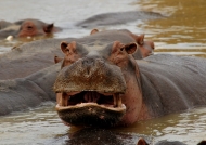 Zambia – Hippo.