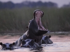 Zambia – Hippos at Sunset