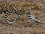 Zambia – Leopard running away