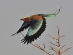 Zambia – Lilac-breasted roller