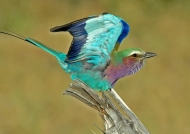 Botswana – Lilac-breasted Roller
