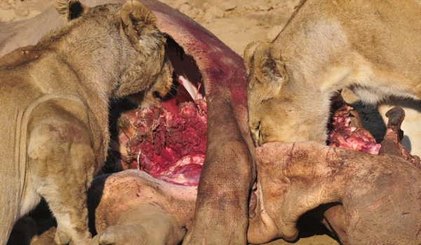 Zambia – Lions devouring Hippo