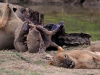 Zambia – Lion & Hippo Carcass « resting »