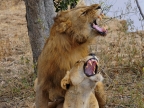 Zambia – Lions mating