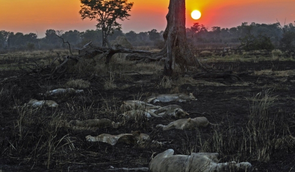 Zambia – Lions resting at sunset