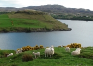 Skye – Loch Harport