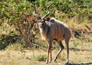Zambia – Male Kudu