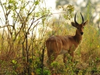 Zambia – Male Puku Antelope