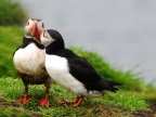 Scotland Puffins in love on Lunga Island