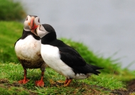Scotland Puffins in love on Lunga Island