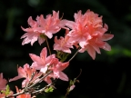 Scotland-Rhododendron