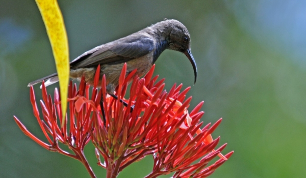 Seychelles Sunbird – male