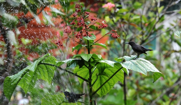 Sunbirds – Natural  shower