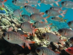 Shoal of Violet Soldierfishes