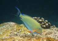 Striped Surgeonfish