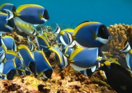 Seychelles – Powder-blue Surgeons