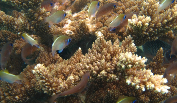Threadfin Cardinalfishes
