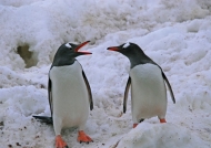 Antarctica – Gentoo Penguins