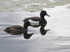 Tufted Duck – couple