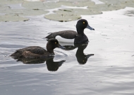 Tufted Duck – couple
