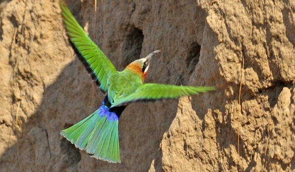 Zambia – White-fronted Bee-eater