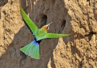 Zambia – White-fronted Bee-eater