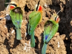 Zambia – White-fronted Bee-eater-Nests