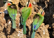 Zambia – White-fronted Bee-eater-Nests