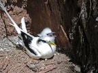 white-tailed tropicbird & chick