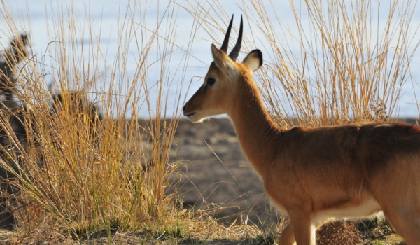 Zambia – Young male Puku Antelope