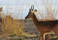 Zambia – Young male Puku Antelope