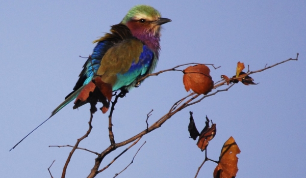 Zambia – Lilac-breasted Roller
