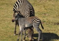 zambia – zebra with its foal