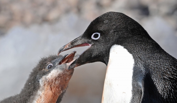 Antarctica – Adelie Penguins