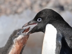 Antarctica – Adelie Penguins