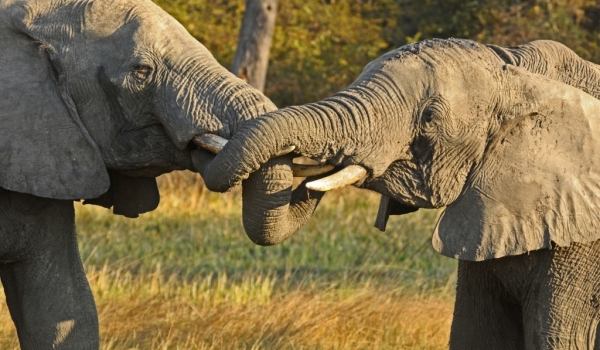 Zambia – Elephant congratulations