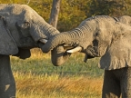 Zambia – Elephant congratulations