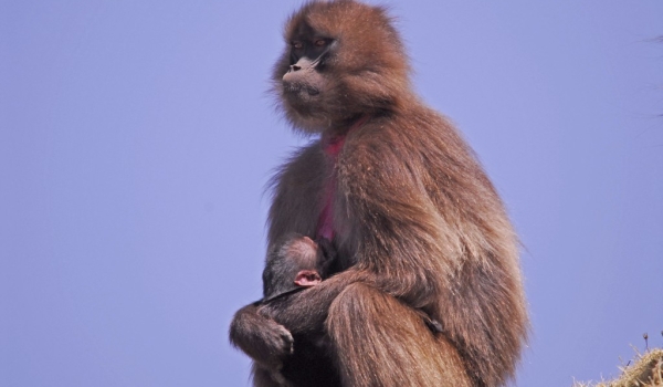 Female Gelada Baboon