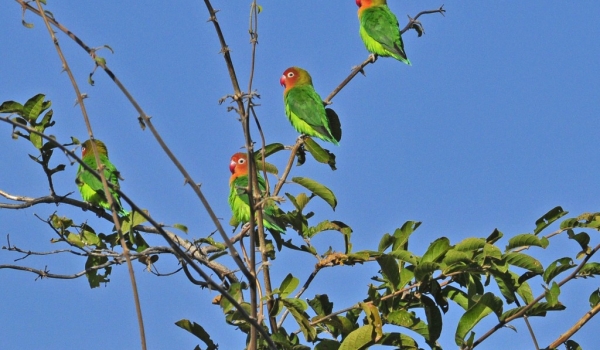 Zambia – Lilian’s Lovebirds