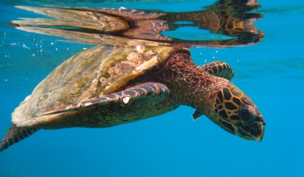 Seychelles – Hawksbill Sea Turtle