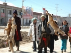 Tibet Wolf Hunters