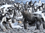fur seal & Adelie penguins