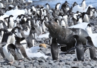 fur seal & Adelie penguins