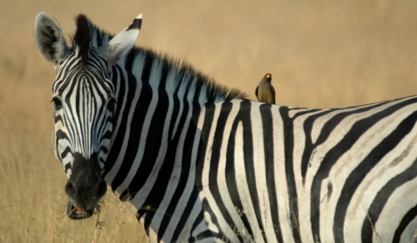 Zebra & Oxpecker