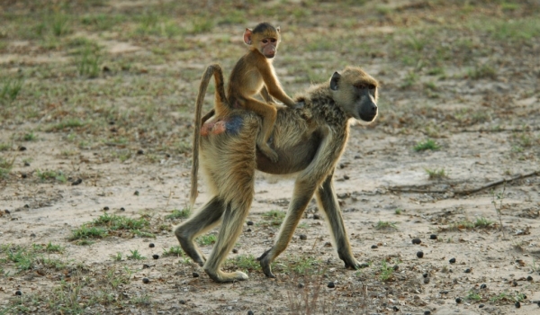 Chacma Baboon with baby