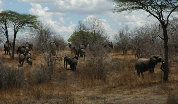 Elephants crossing the bush