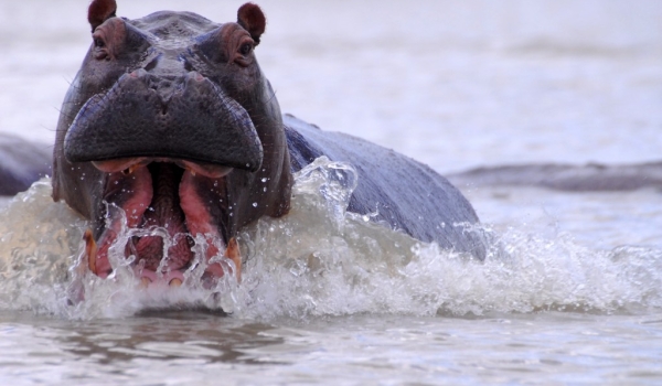 Hippo – fun in water