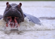 Hippo – fun in water