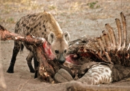 Hyena devoring a giraffe
