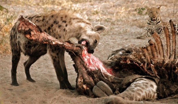 Hyena under leopard’s eyes
